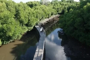 Tanjung Benoa Hutan Mangrove